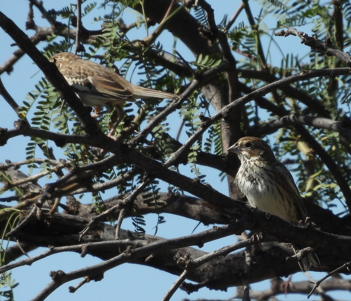 Lark Bunting - ML623175491