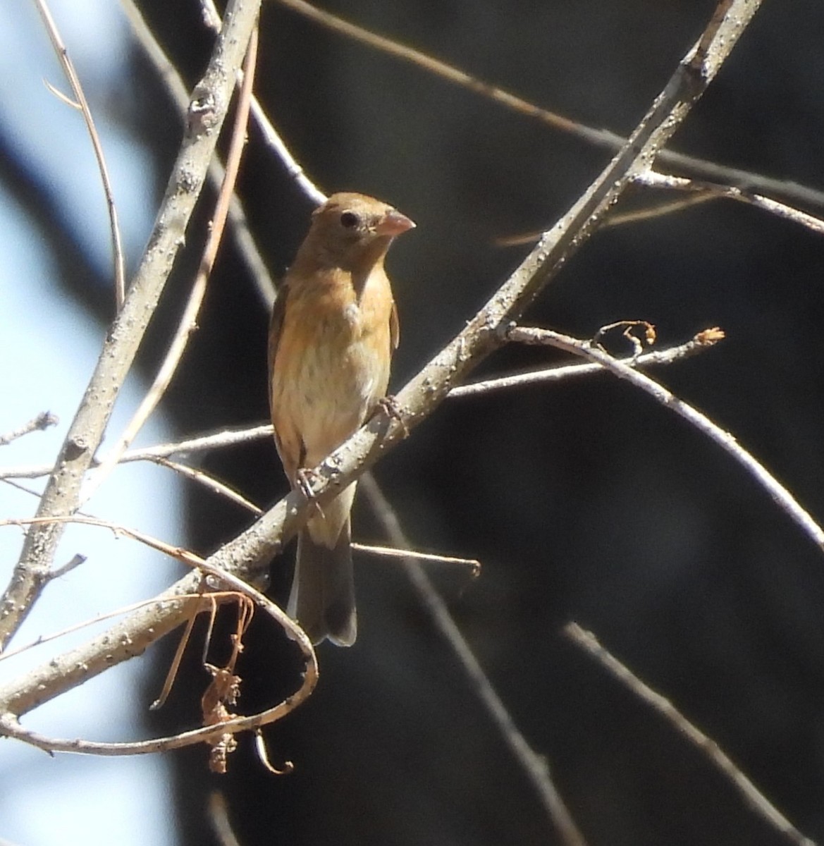 Varied Bunting - Donna Kenski