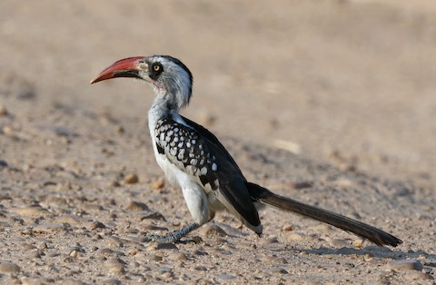 U boshliqning suratini so‘rib oldi.