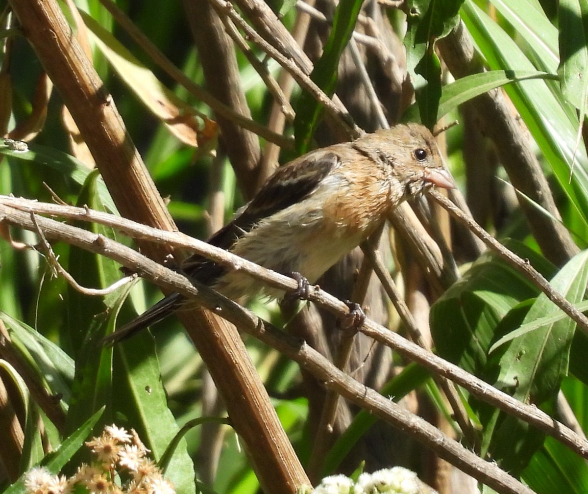 Lazuli Bunting - ML623175507