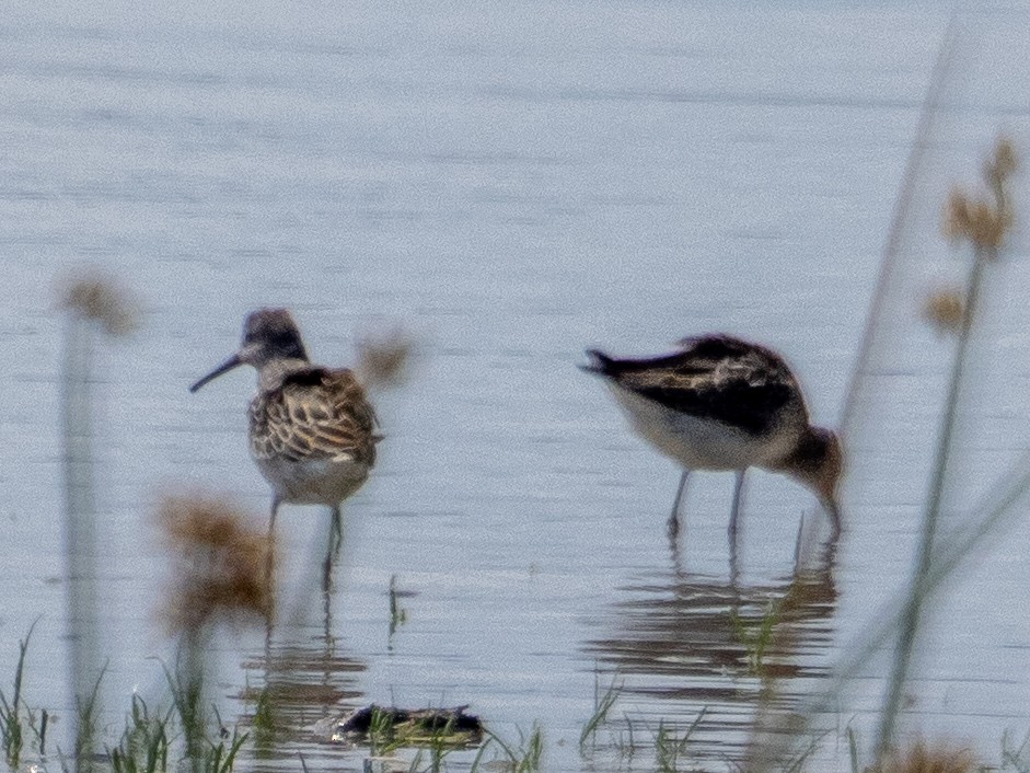 Stilt Sandpiper - ML623175551