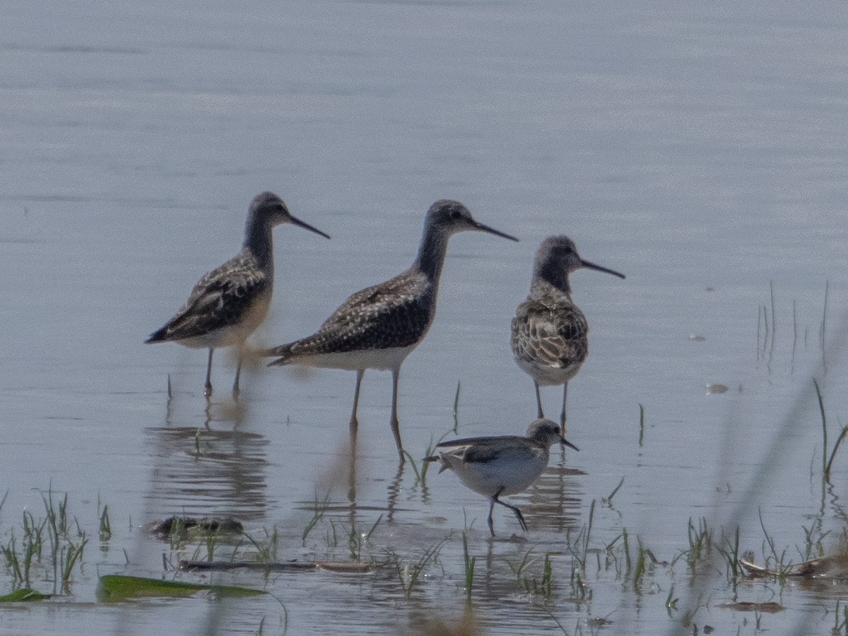 Stilt Sandpiper - ML623175552