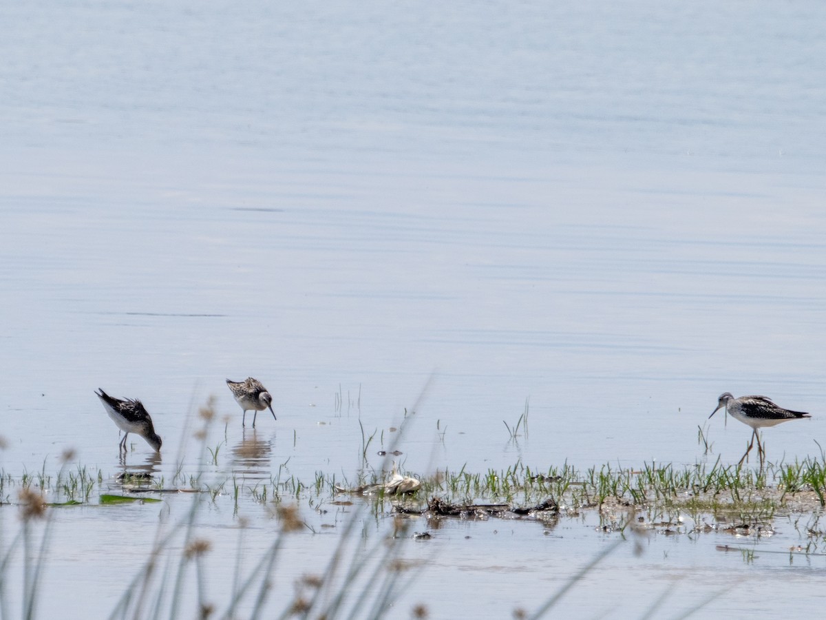 Stilt Sandpiper - ML623175553