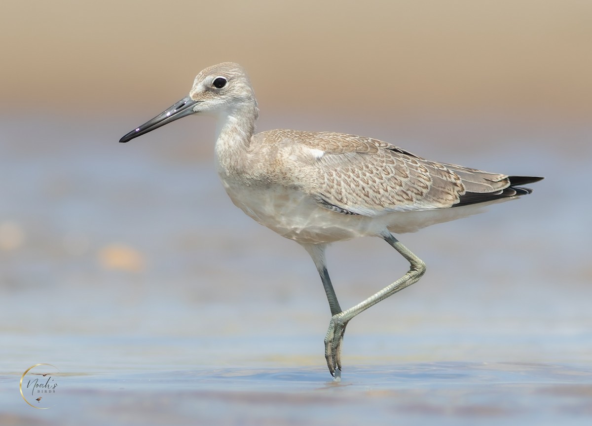 Chevalier semipalmé (inornata) - ML623175557