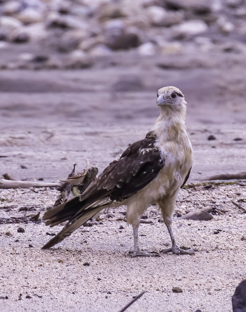 Yellow-headed Caracara - ML623175560