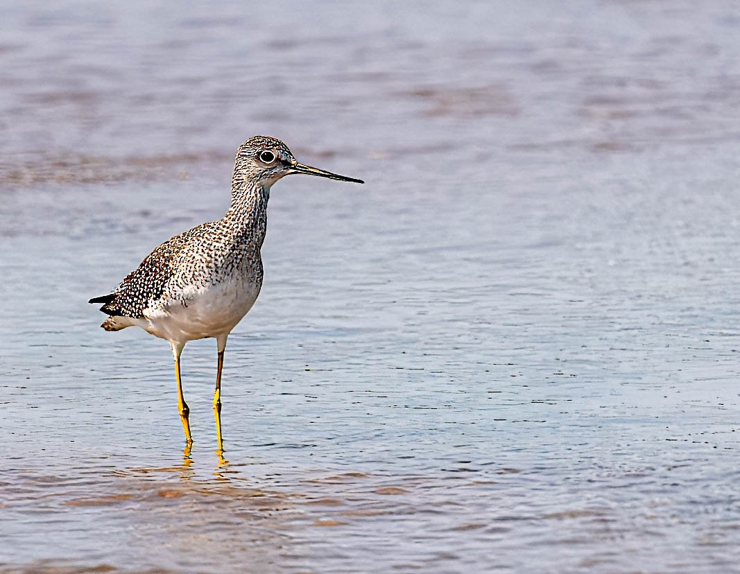 Greater Yellowlegs - ML623175573