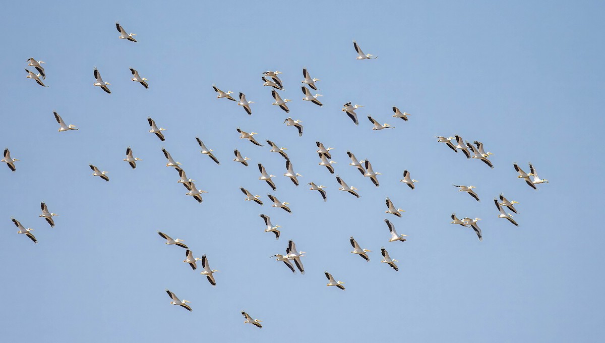 American White Pelican - ML623175579