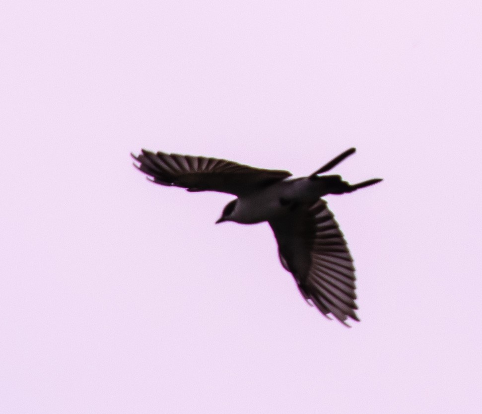 Fork-tailed Flycatcher - ML623175582
