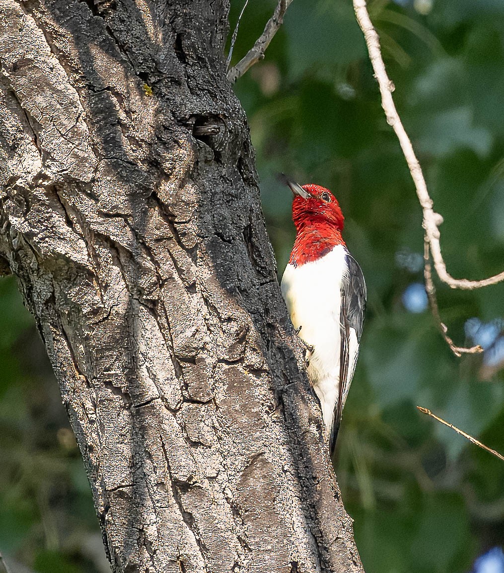 Pic à tête rouge - ML623175599