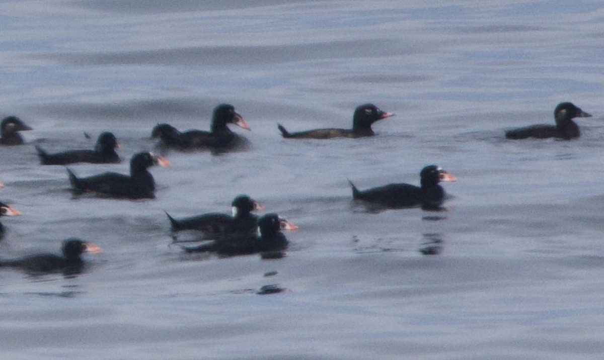 White-winged Scoter - ML623175609