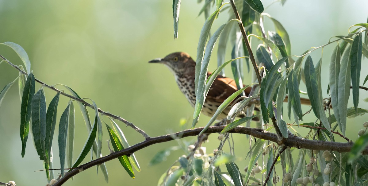 Brown Thrasher - ML623175614