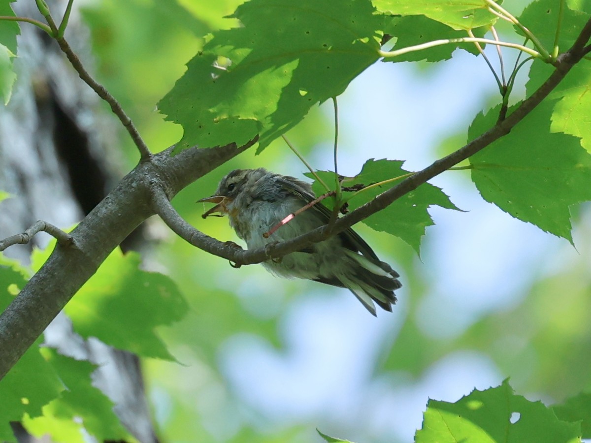 Black-throated Blue Warbler - ML623175650