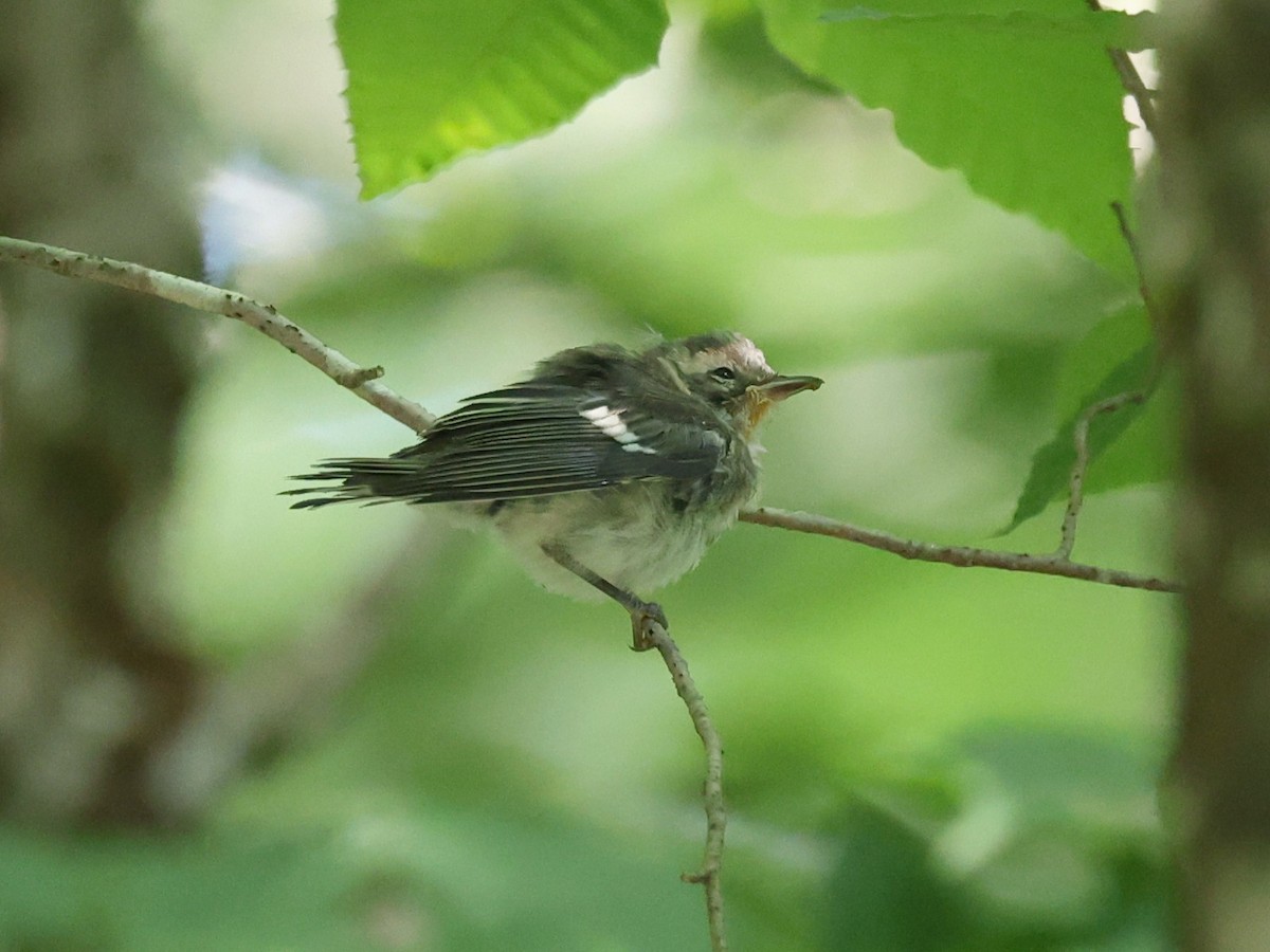 Black-throated Blue Warbler - ML623175651