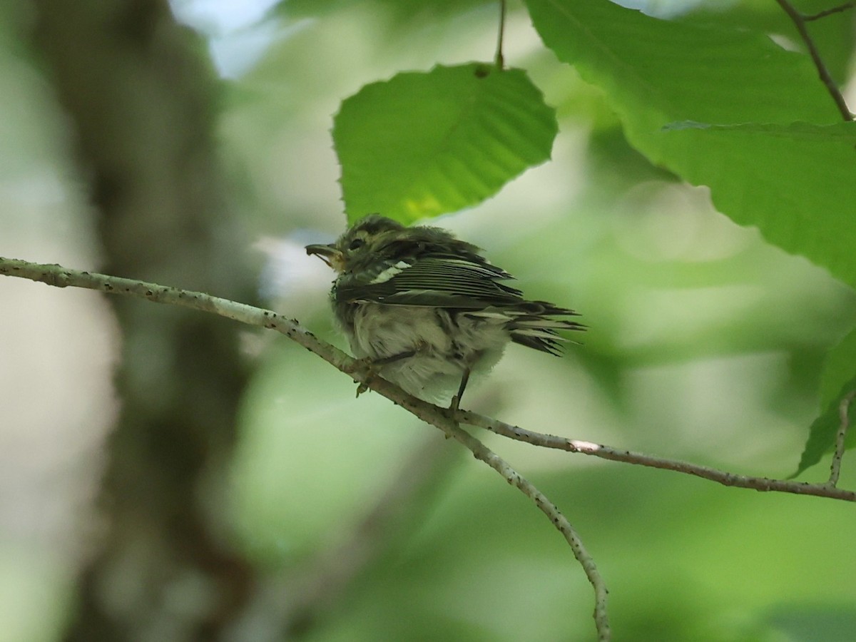 Black-throated Blue Warbler - ML623175652