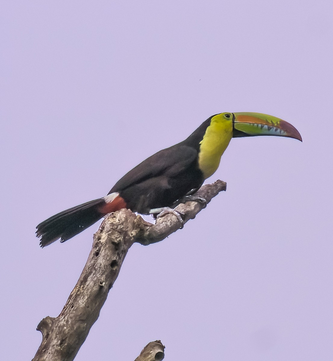 Keel-billed Toucan - ML623175654