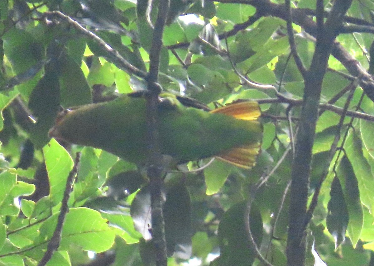 Golden-tailed Parrotlet - ML623175666