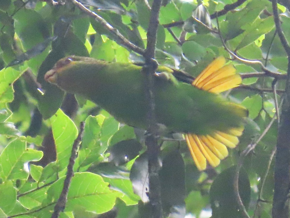 Golden-tailed Parrotlet - Matt Alexander