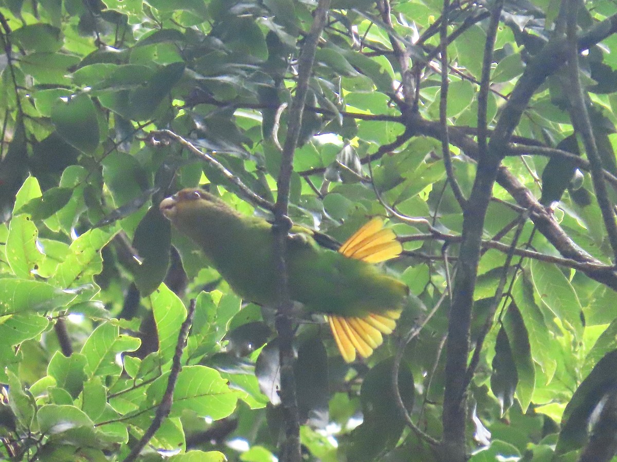 Golden-tailed Parrotlet - ML623175668