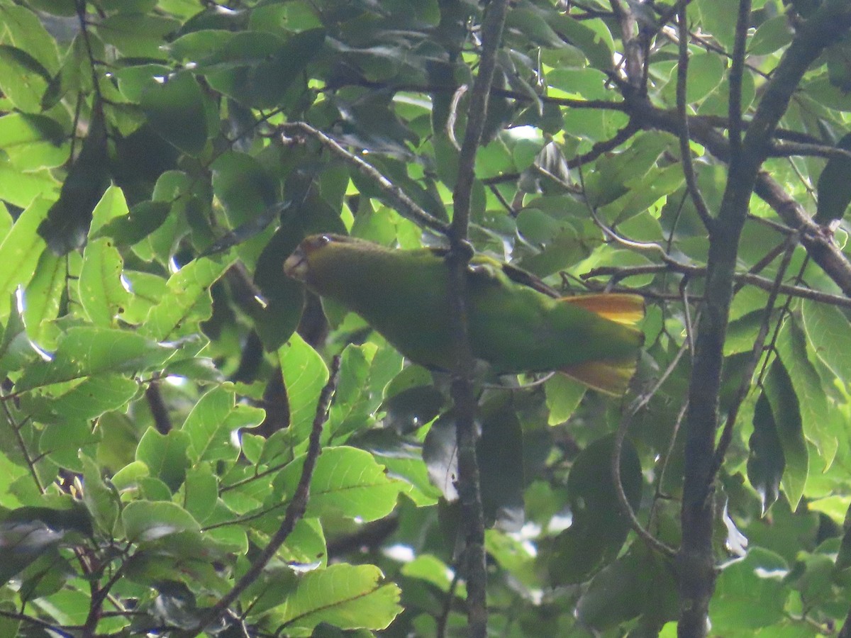 Golden-tailed Parrotlet - ML623175669