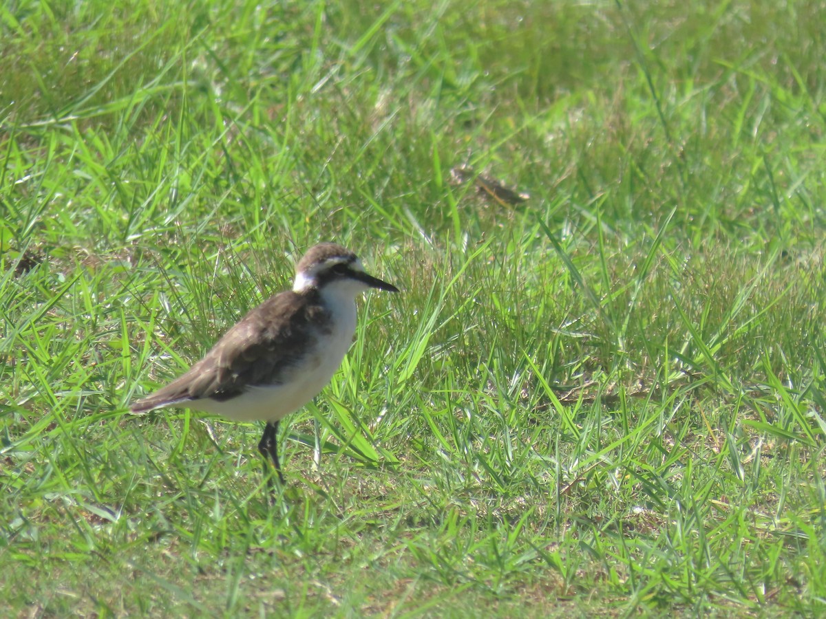 St. Helena Plover - ML623175670