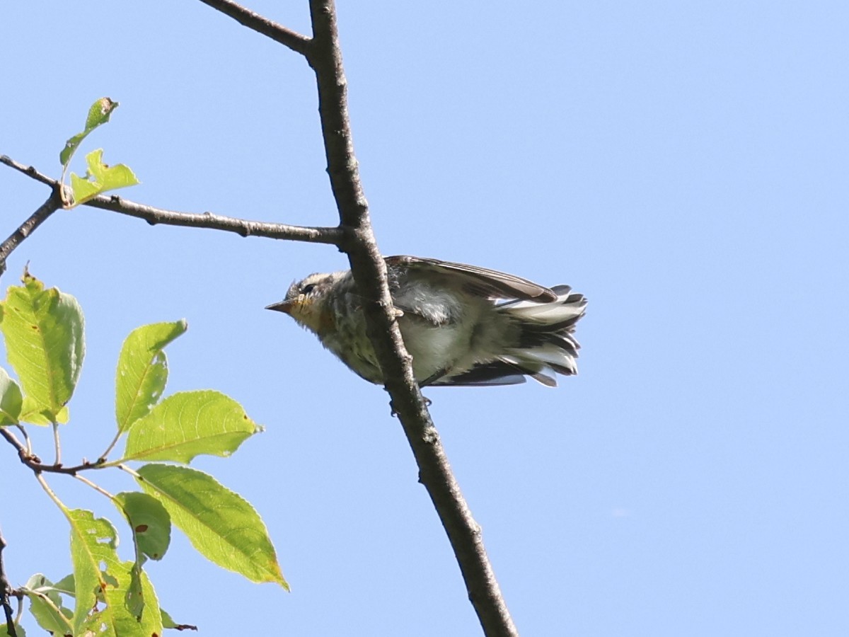 Black-throated Blue Warbler - ML623175703