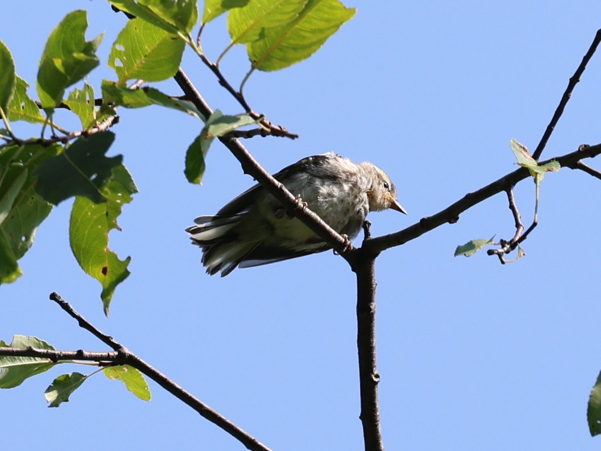 Black-throated Blue Warbler - ML623175704