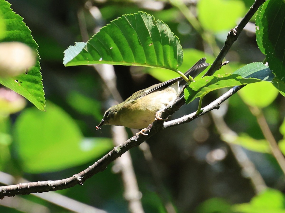 Black-throated Blue Warbler - ML623175705