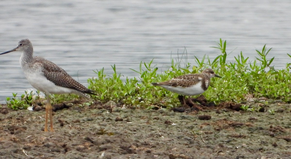 Ruddy Turnstone - ML623175746