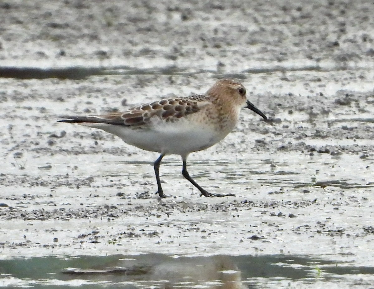 Baird's Sandpiper - Kisa Weeman