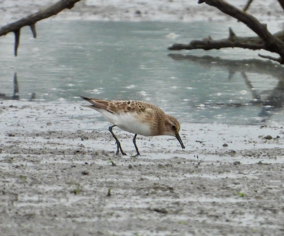 Baird's Sandpiper - ML623175750