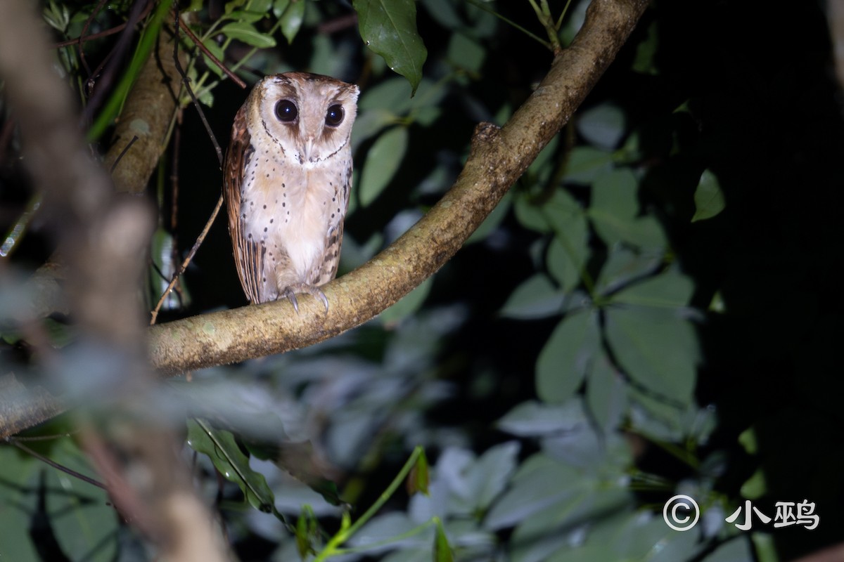 Oriental Bay-Owl - ML623175769