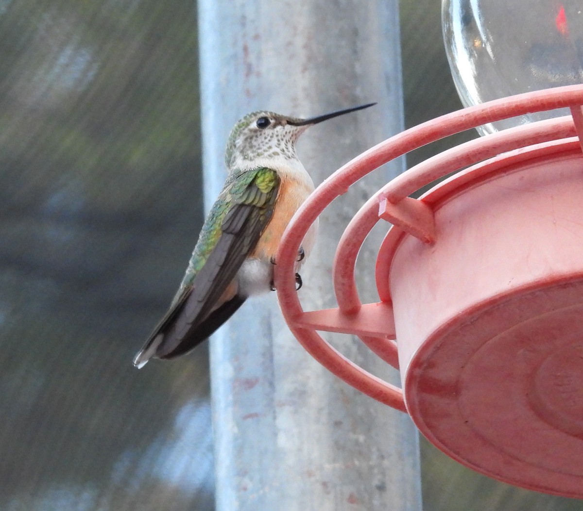 Broad-tailed Hummingbird - Donna Kenski