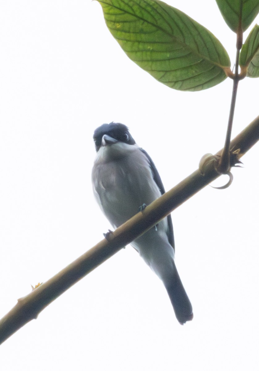 Black-winged Flycatcher-shrike - ML623175781