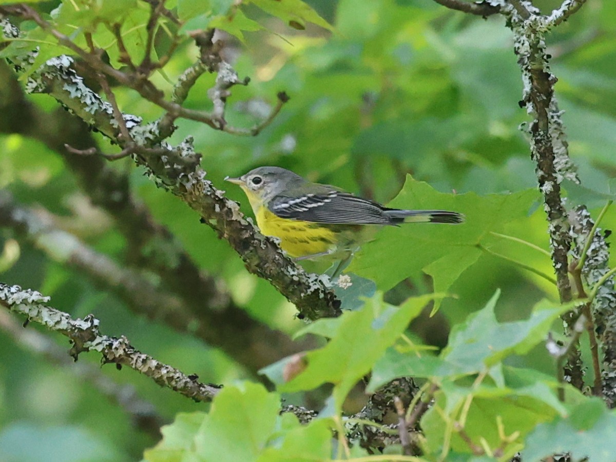 Magnolia Warbler - ML623175785