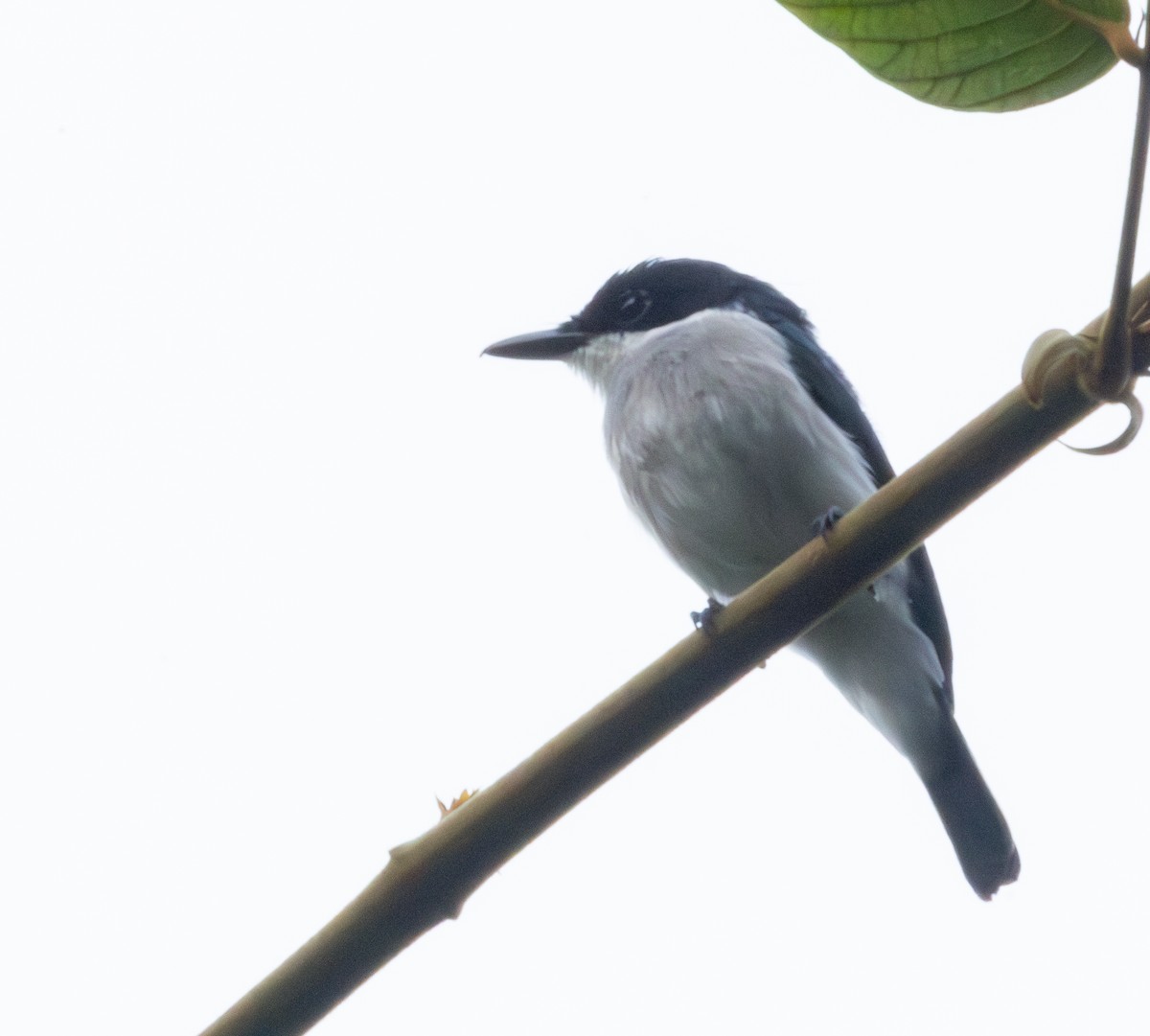 Black-winged Flycatcher-shrike - ML623175786