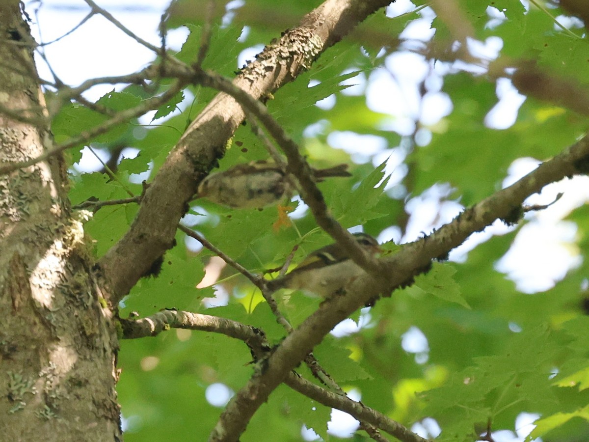 Golden-crowned Kinglet - ML623175797