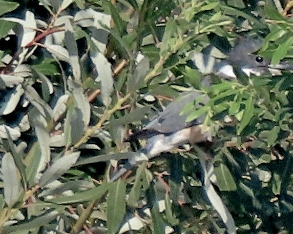 Belted Kingfisher - ML623175799