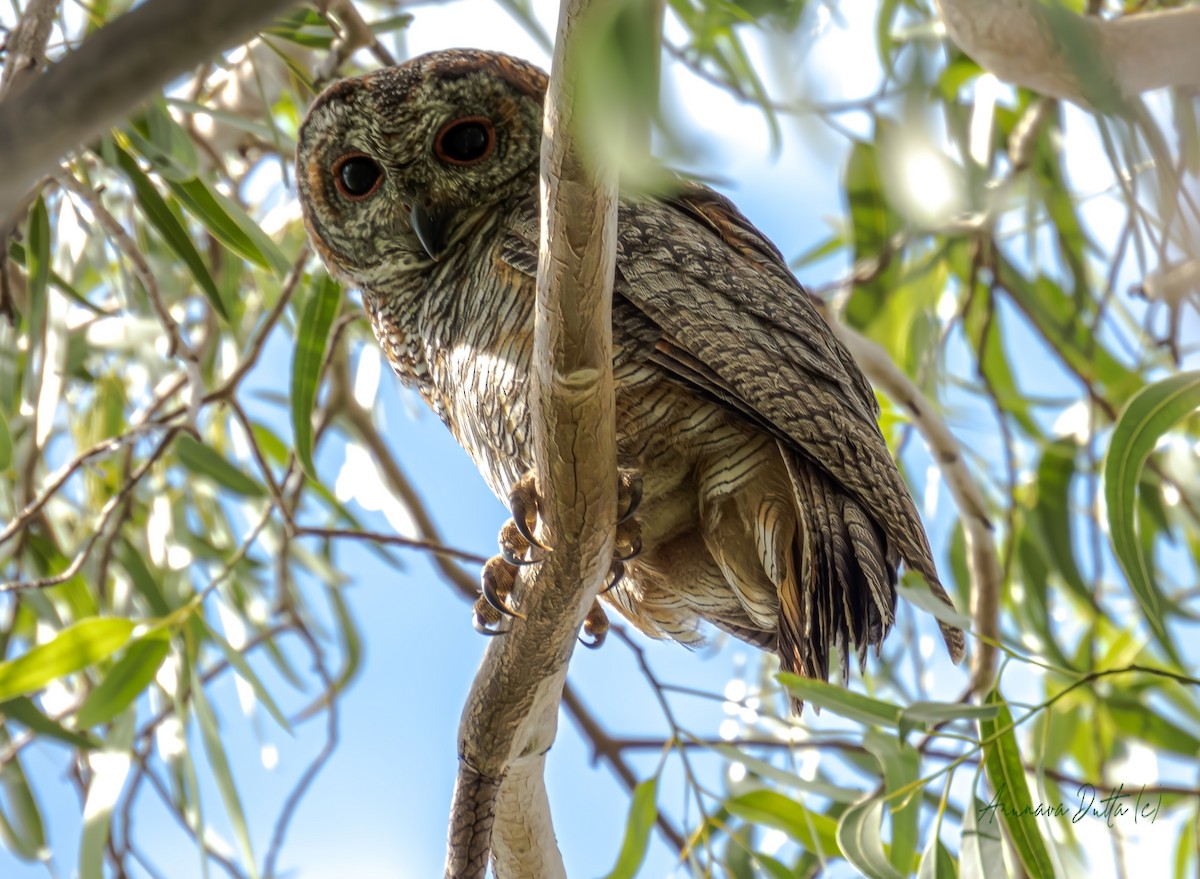 Mottled Wood-Owl - ML623175864