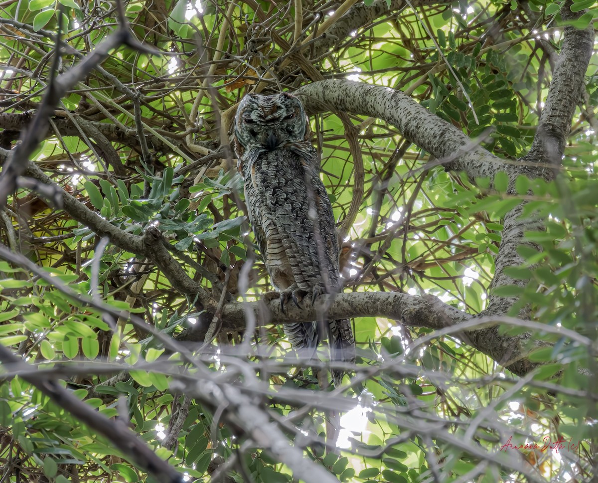 Mottled Wood-Owl - Arunava Dutta