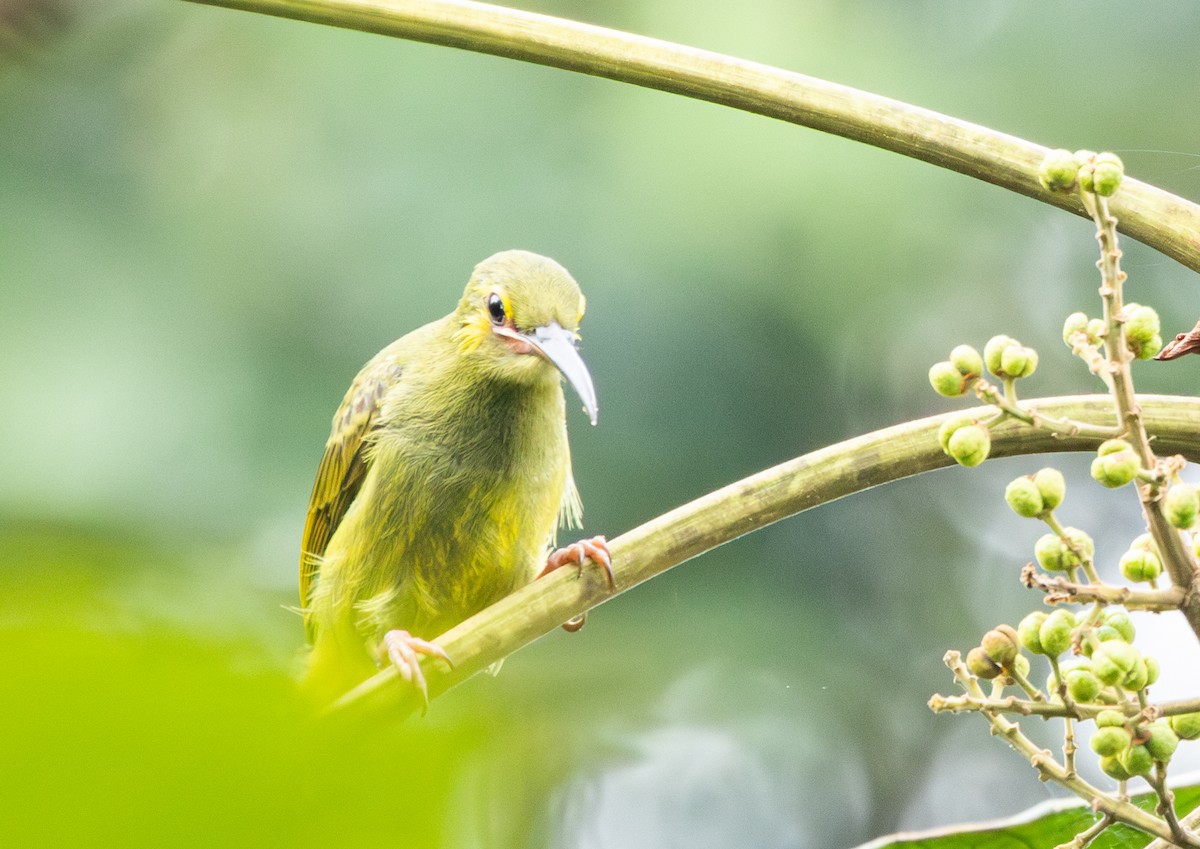 Yellow-eared Spiderhunter - ML623175868