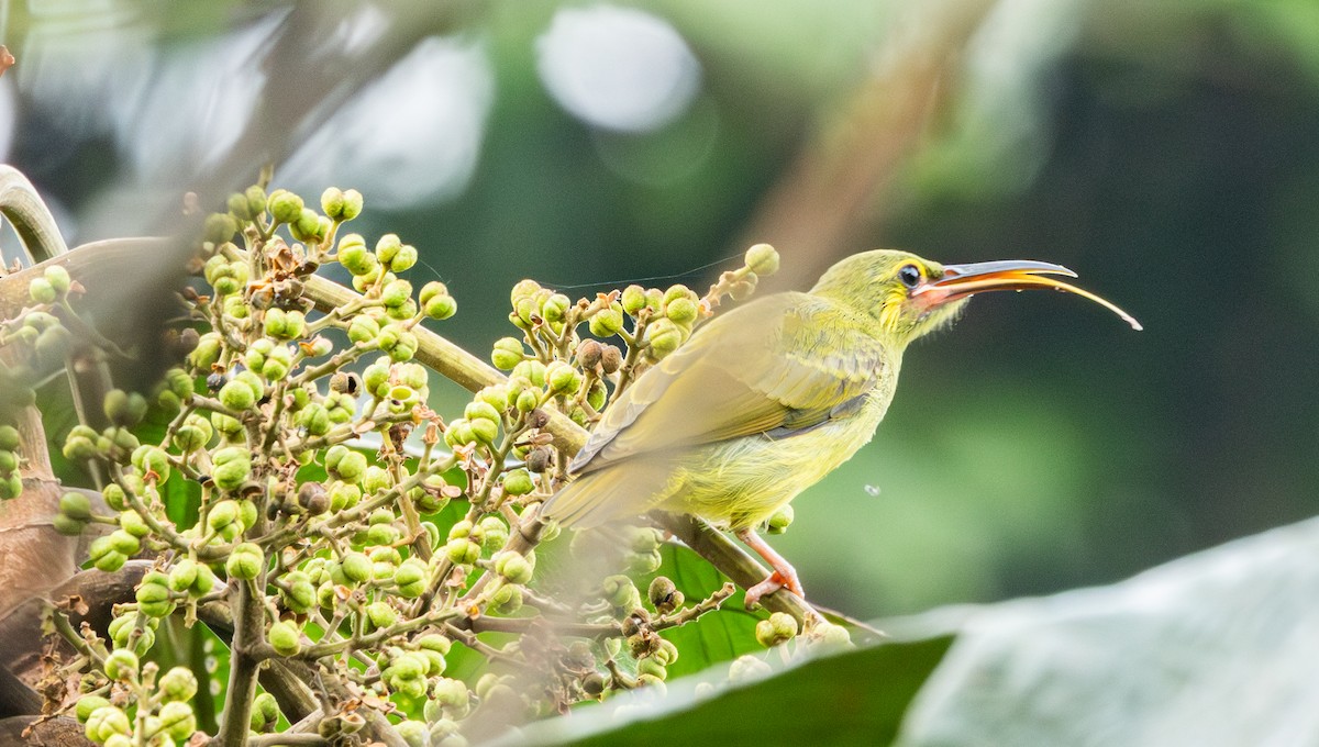 Yellow-eared Spiderhunter - ML623175877