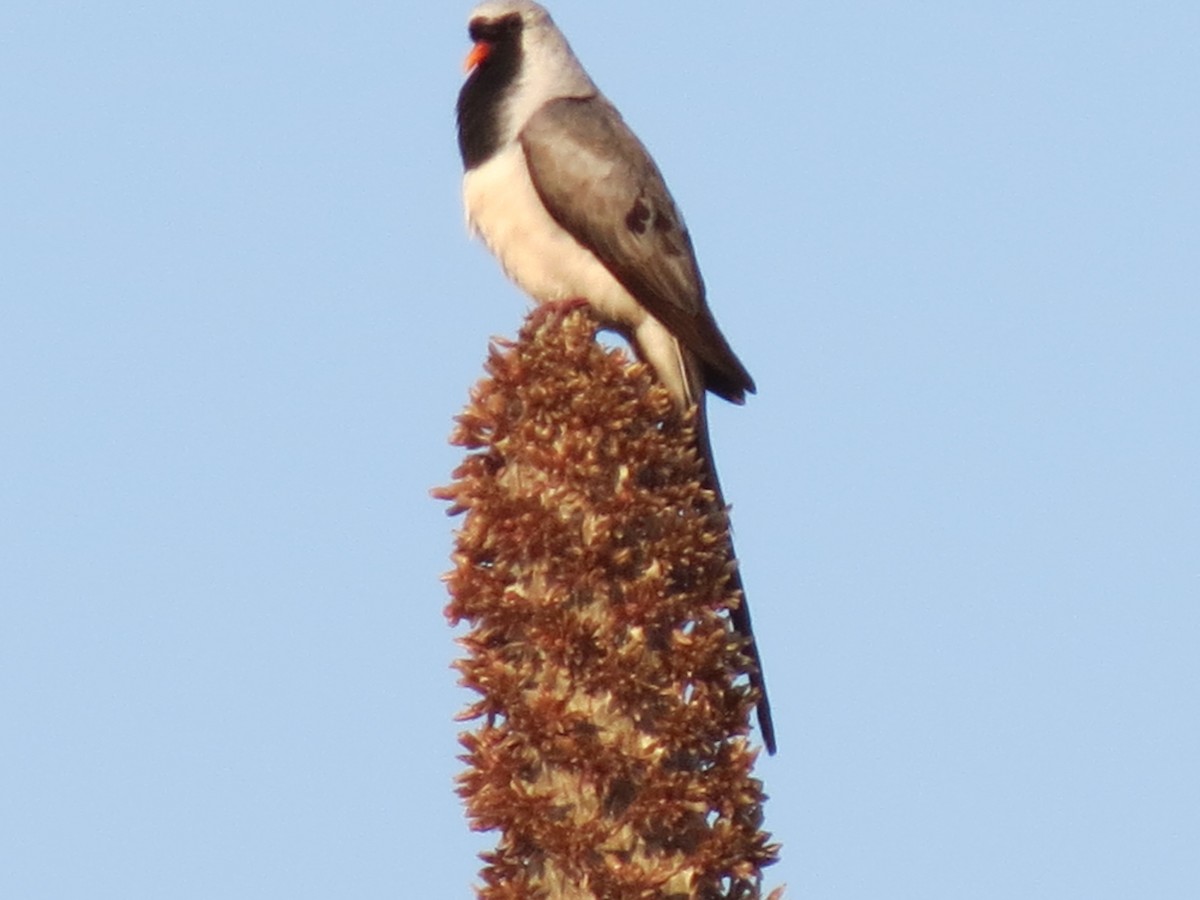 Namaqua Dove - Susan Jones