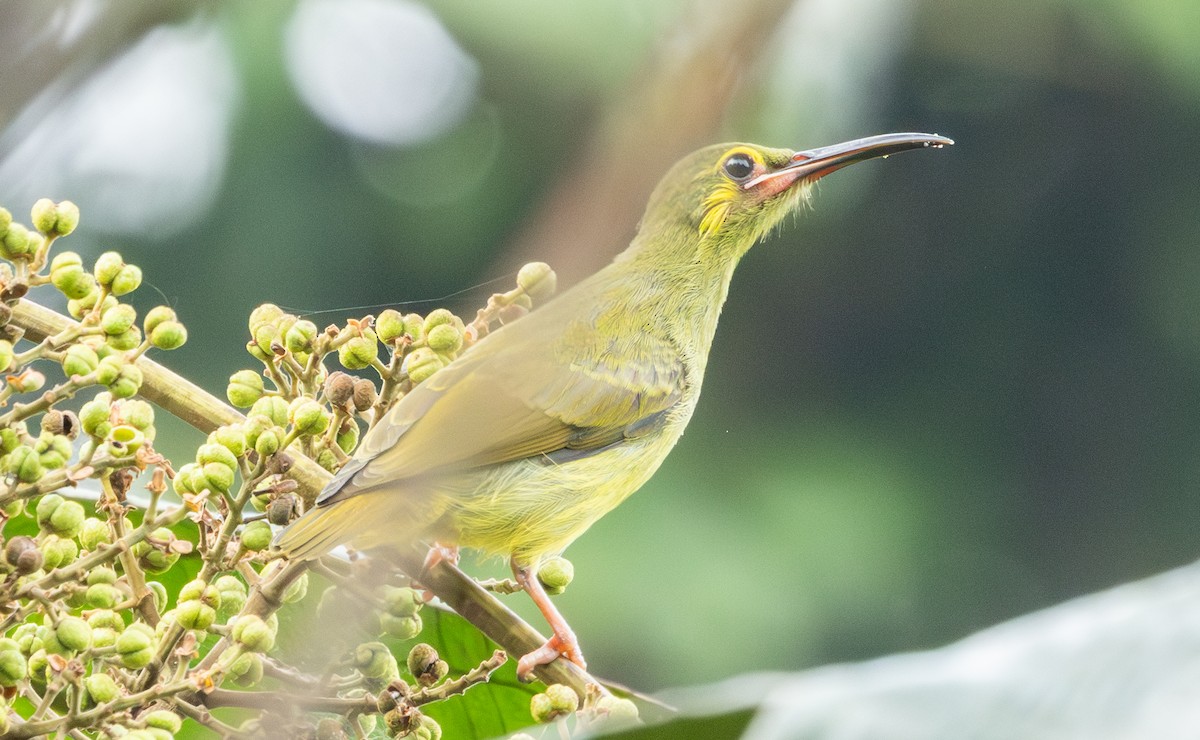 Yellow-eared Spiderhunter - ML623175880