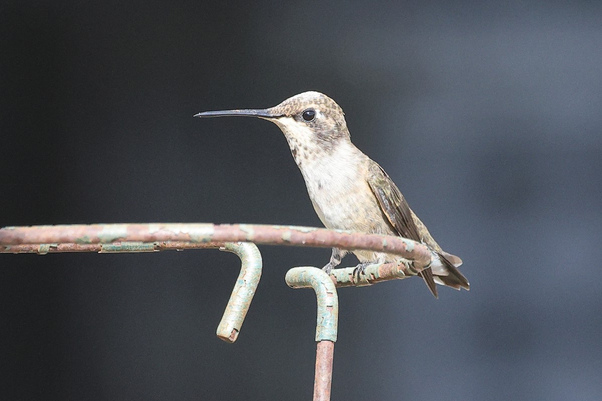 Black-chinned Hummingbird - ML623175921