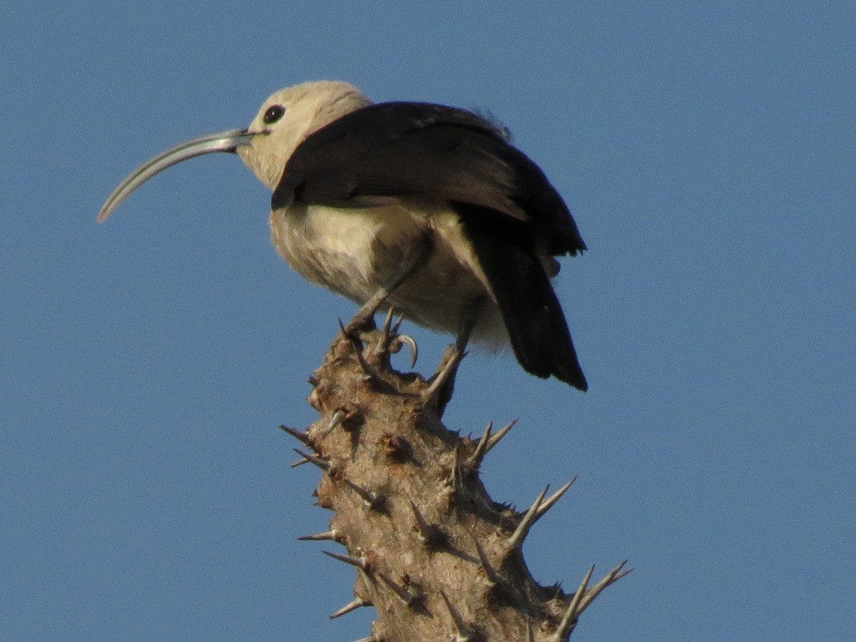 Sickle-billed Vanga - ML623175930