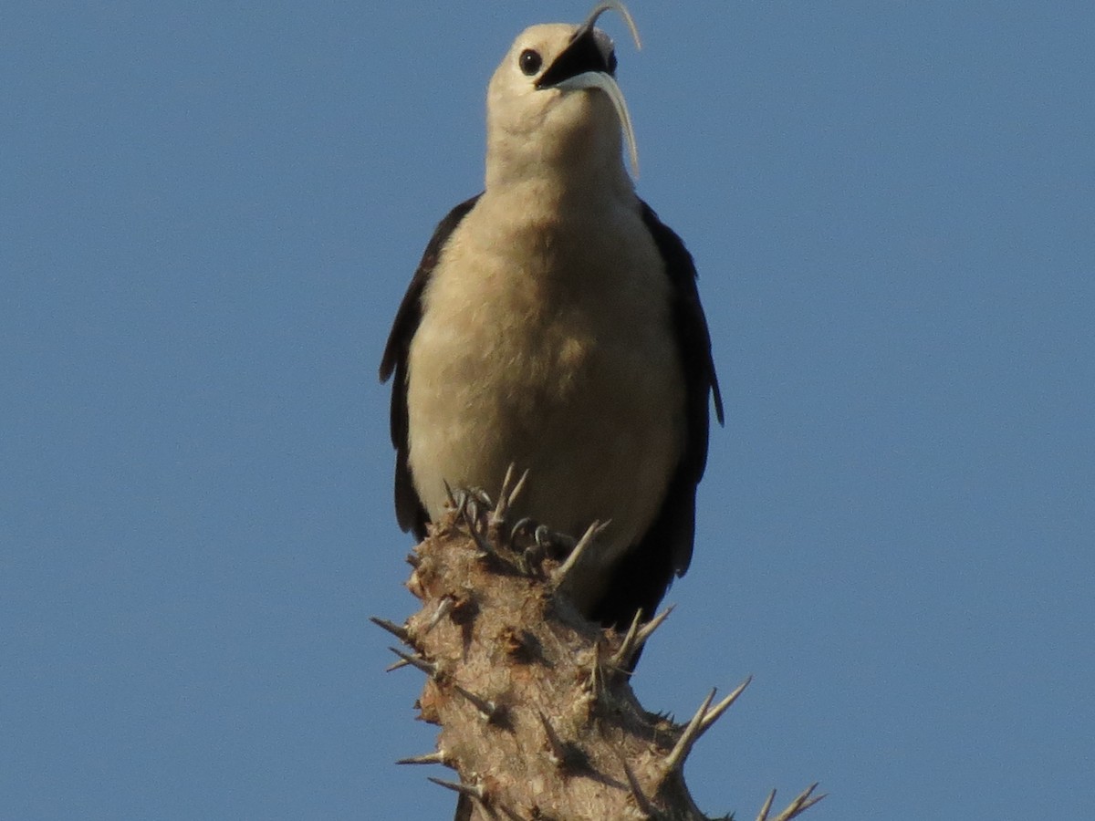 Sickle-billed Vanga - ML623175931