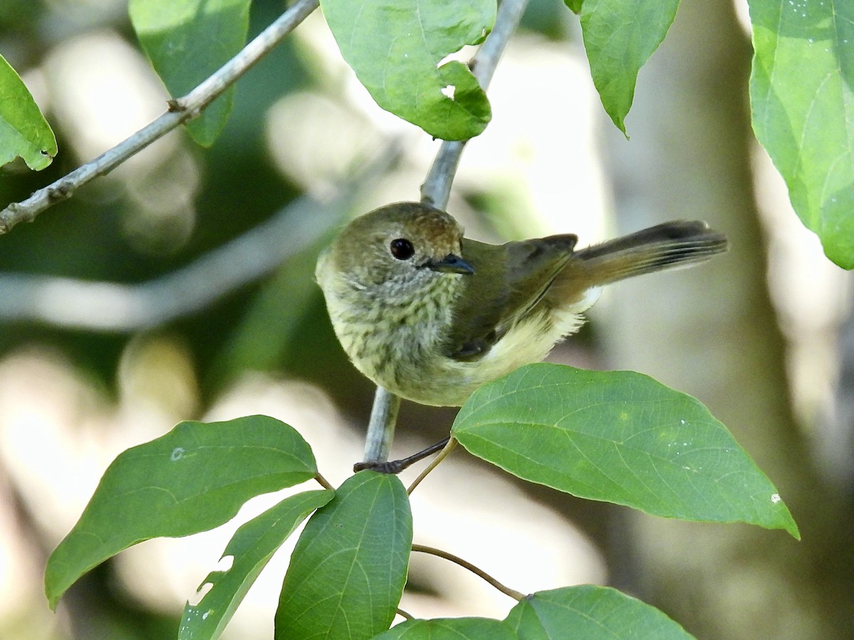 Brown Thornbill - ML623175965