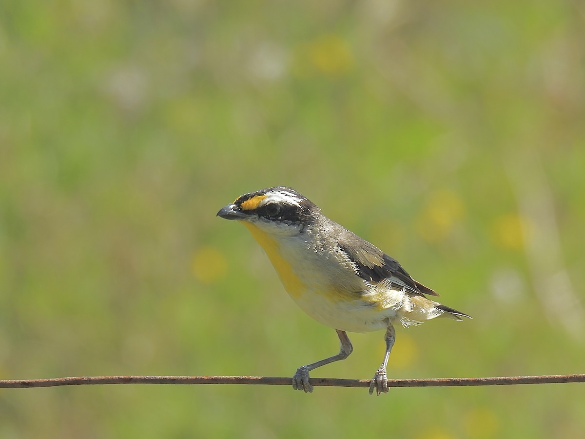 Striated Pardalote - ML623175973