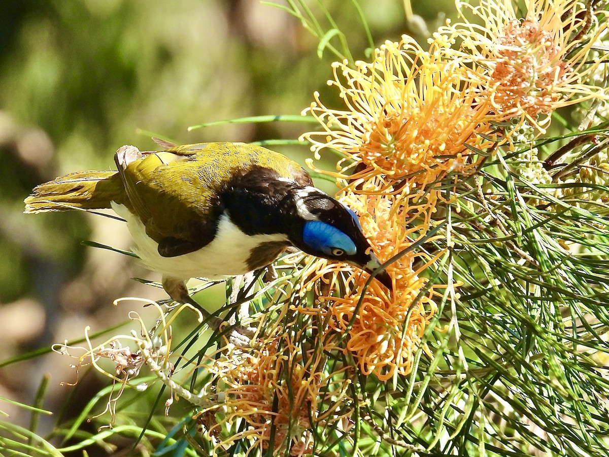 Blue-faced Honeyeater - ML623175987