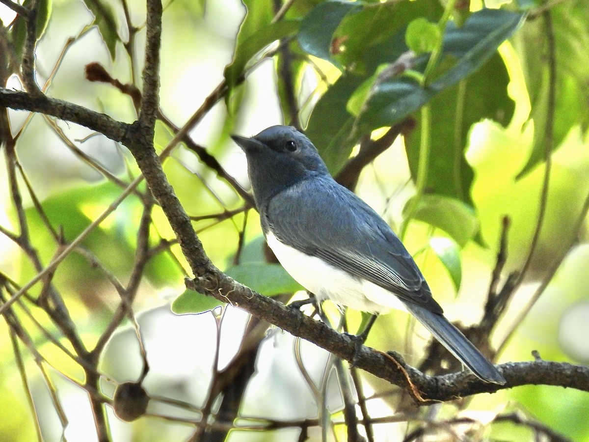 Leaden Flycatcher - ML623176002